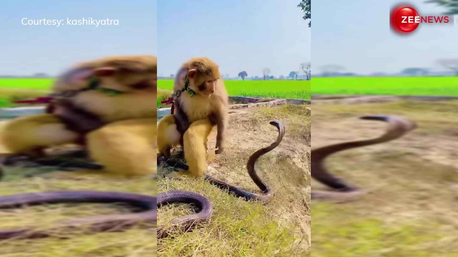 Animal Video: बंदर से पंगा लेना सांप को पड़ा महंगा, किया ऐसा हाल मुश्किल से बचा पाया अपनी जान