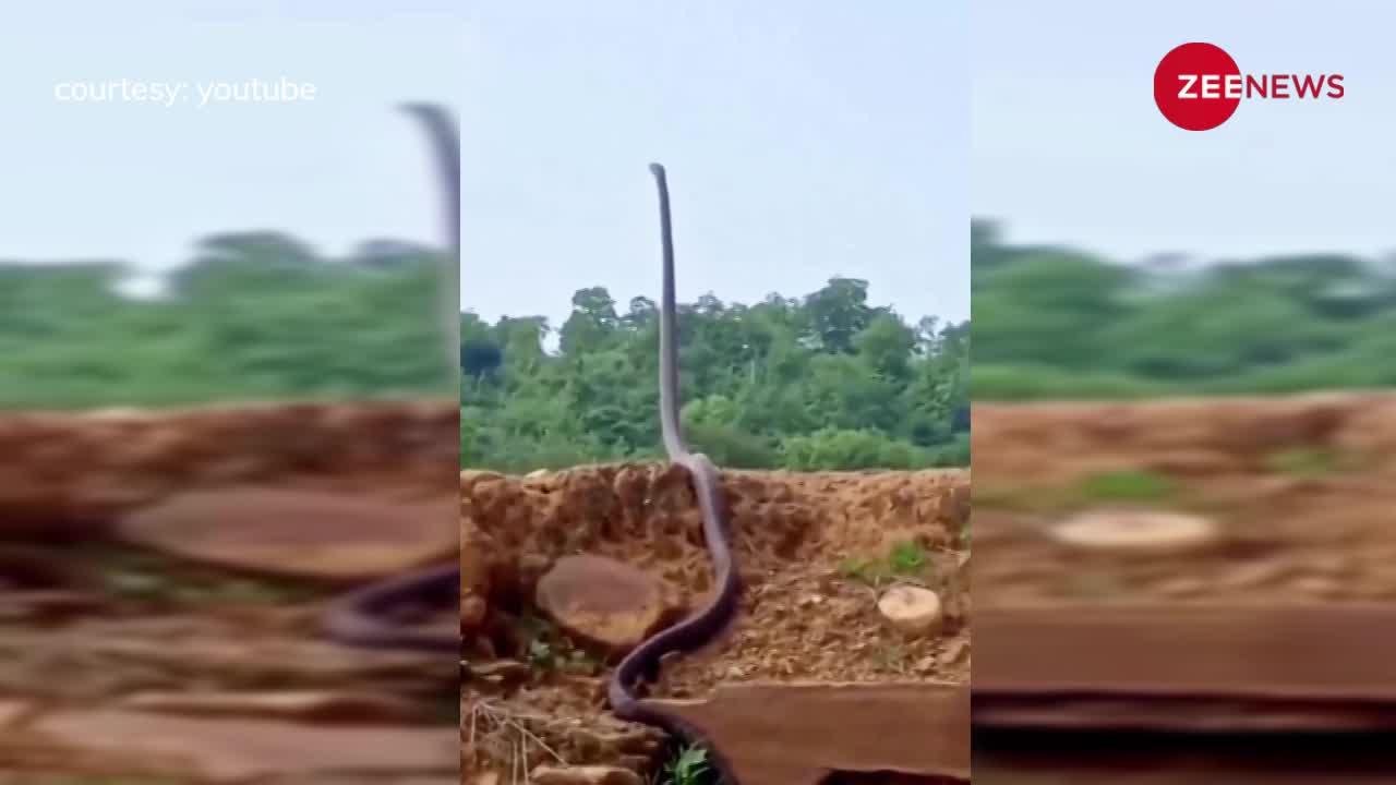 बांस की तरह जमीन पर कई फुट तक खड़ा हो गया King Cobra, देखते ही खा जाएंगे खौफ