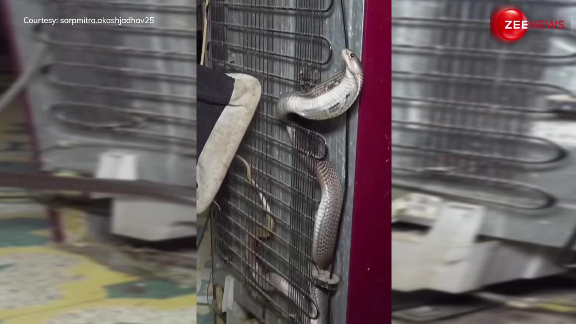 फ्रिज खोलते ही शख्स को दिखा King Cobra, फन फैलाए बैठा था नाग