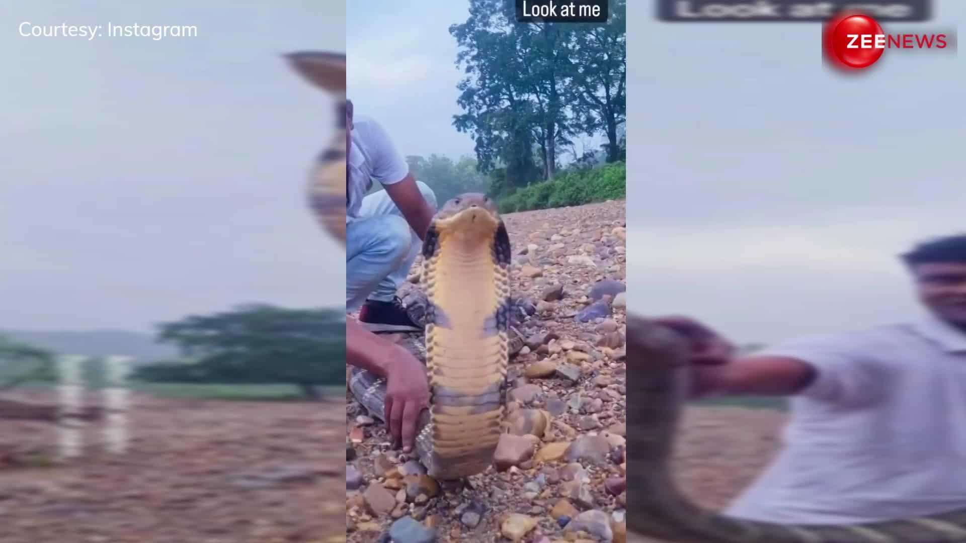 King Cobra को धड़ से पकड़कर शख्स ने किया कुछ ऐसा, देख सहम जाएगा आपका कलेजा