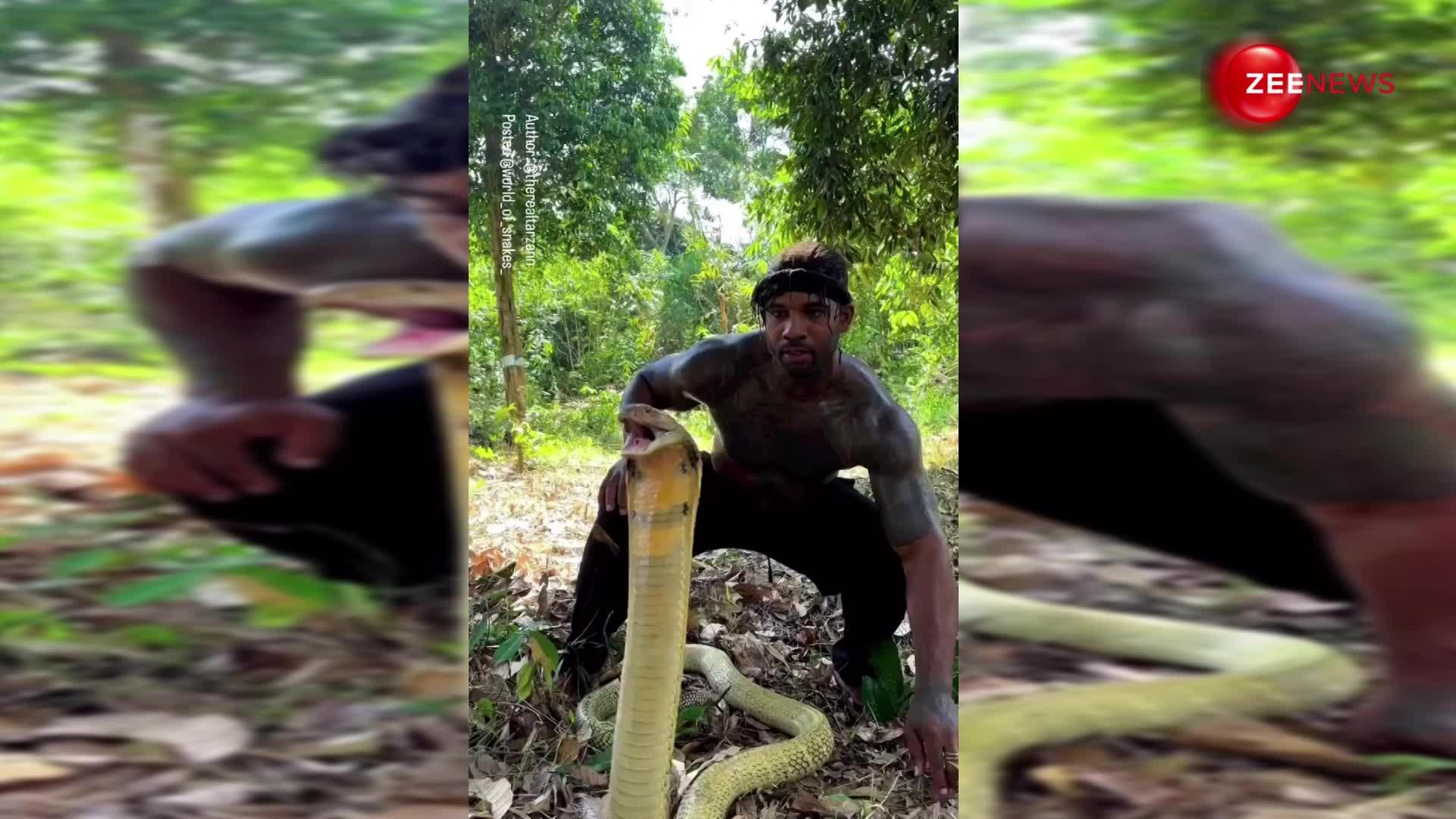 King Cobra के साथ शख्स ने की ऐसी हरकत, देख गुस्साए लोग; बोले- कैमरे के सामने ये मत किया करो...