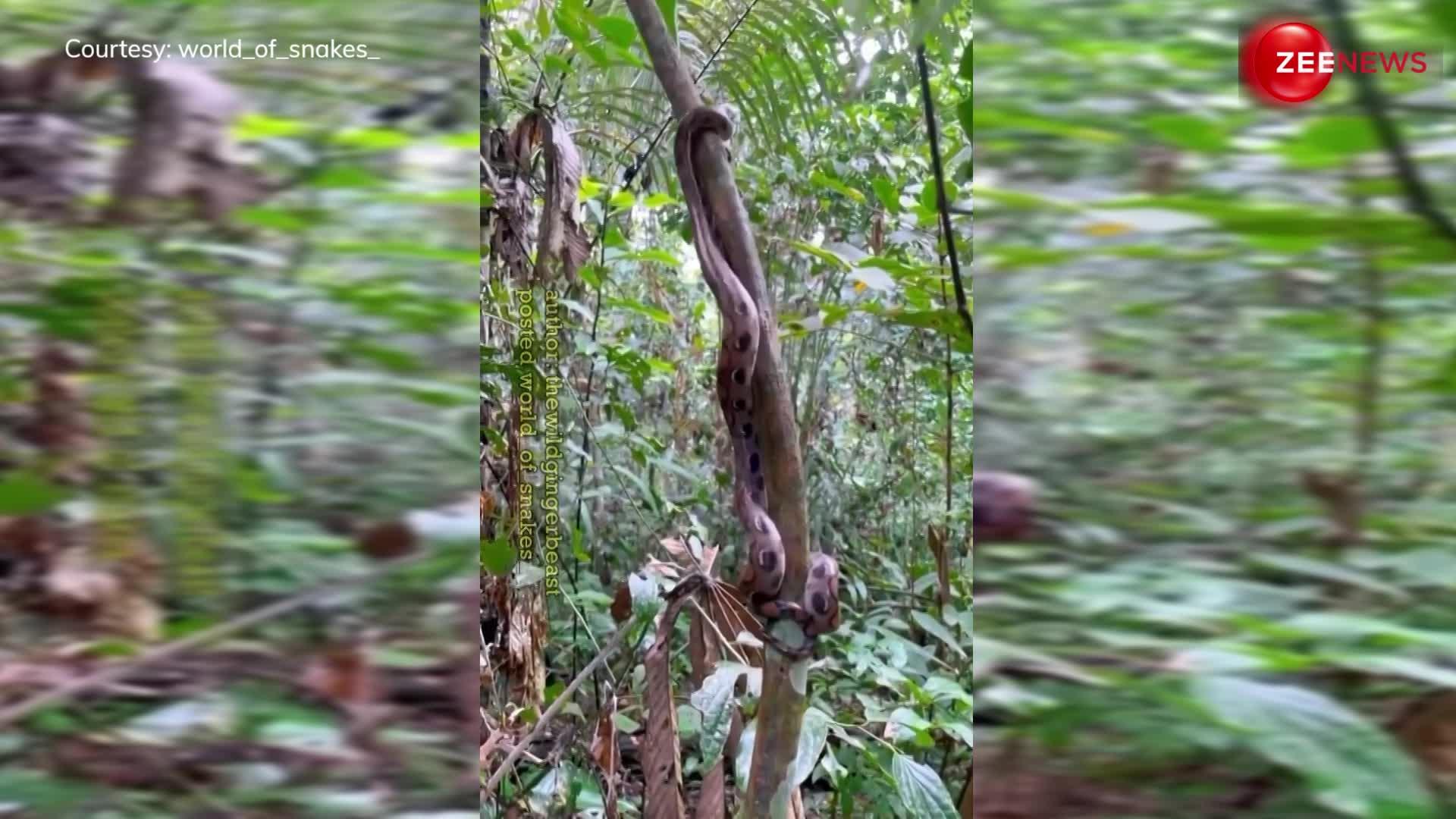 पेड़ में कुछ इस तरह चढ़ाई करता है सांप, वायरल हुआ अजगर का ये दुर्लभ वीडियो