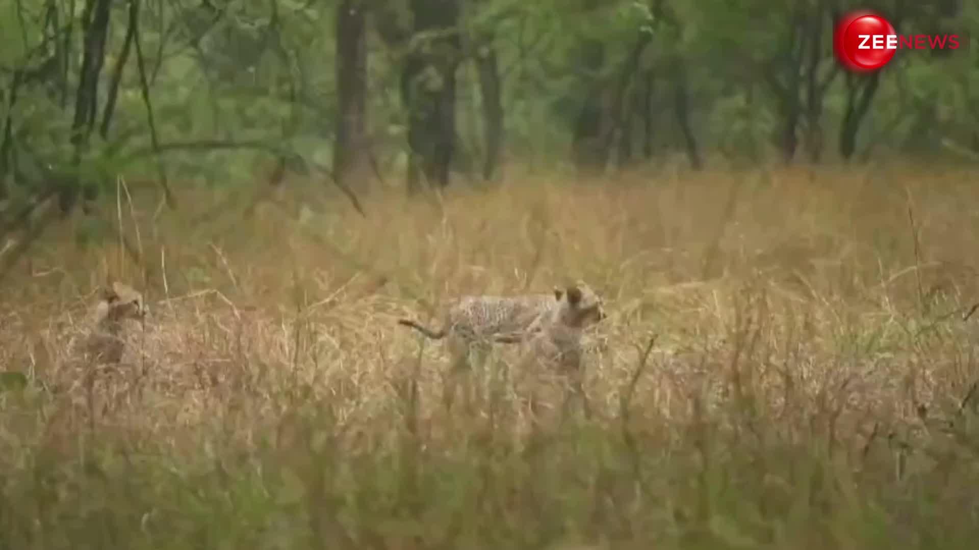 जंगल में हुई बारिश तो अपनी मां के साथ खेलते नजर आए नन्हें चीते, वीडियो को खूब मिला प्यार