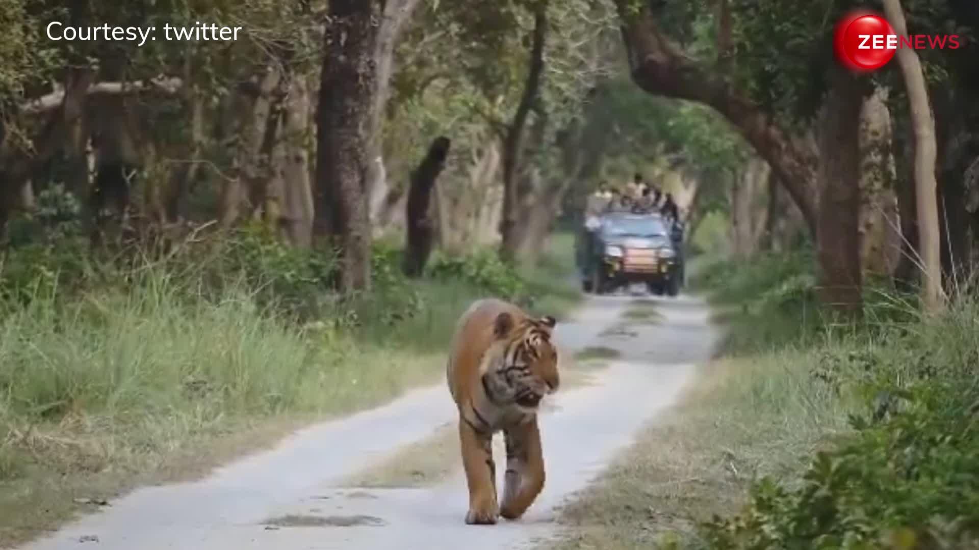 राजा की तरह शाही अंदाज में जंगल की सेर करता नजर आया टाइगर, वीडियो खूब हो रहा वायरल