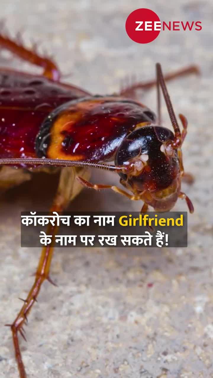 कॉकरोच का नाम Girlfriend के नाम पर रख सकते हैं!